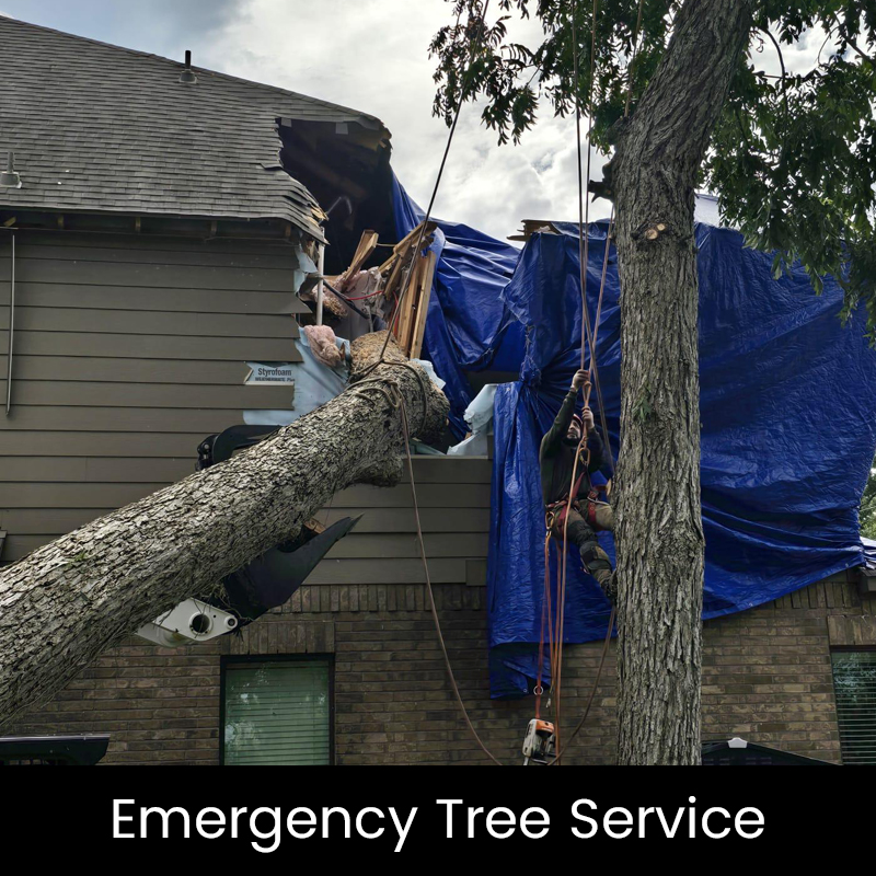 emergency tree service