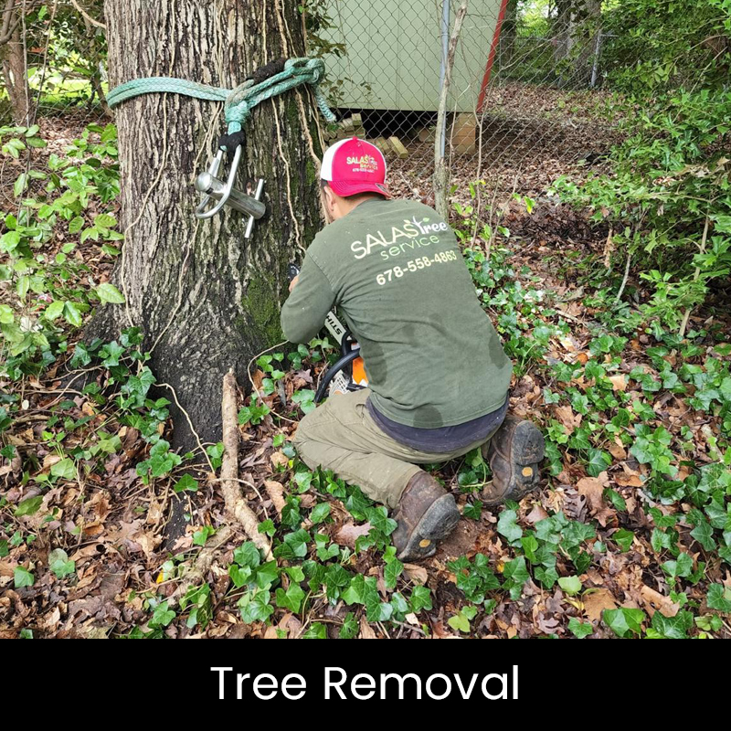 tree removal