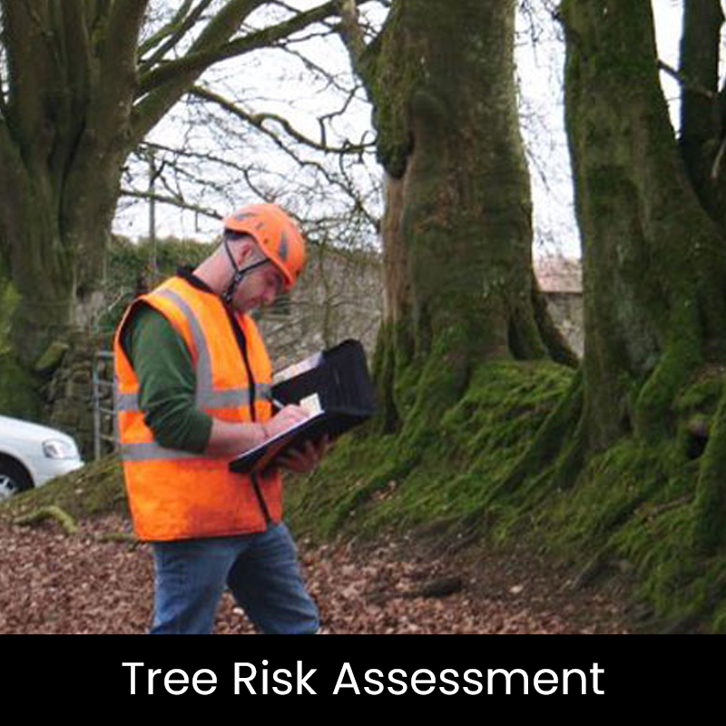 tree risk assessment