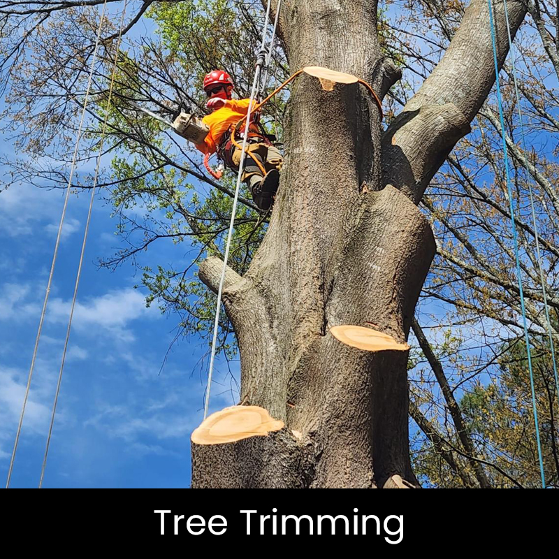 tree trimming